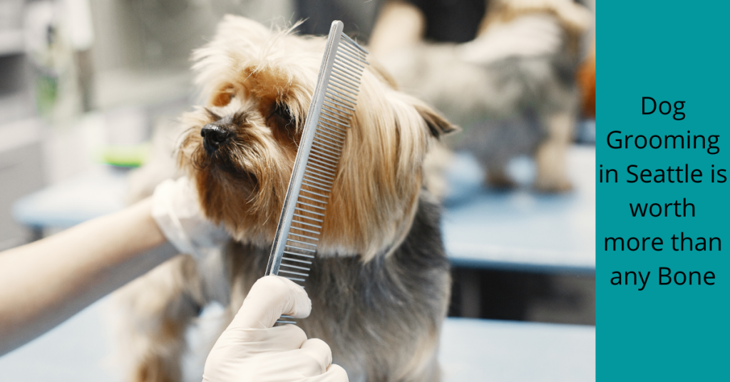 Dog Grooming in Seattle is worth more than any Bone