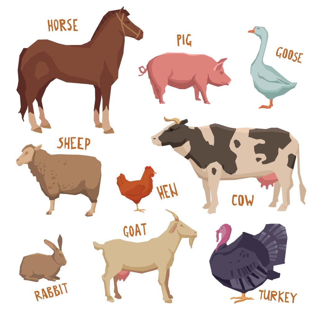 Livestock