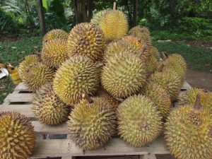 Durian - Local Fruits in Davao