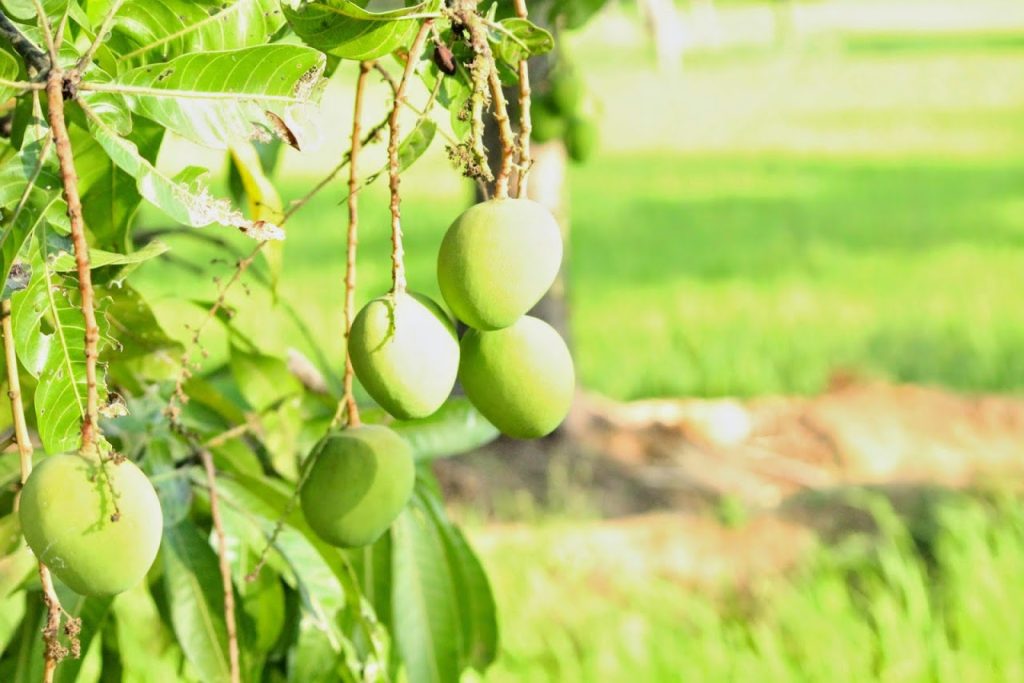 Mango Cultivation in India With Beneficial Information